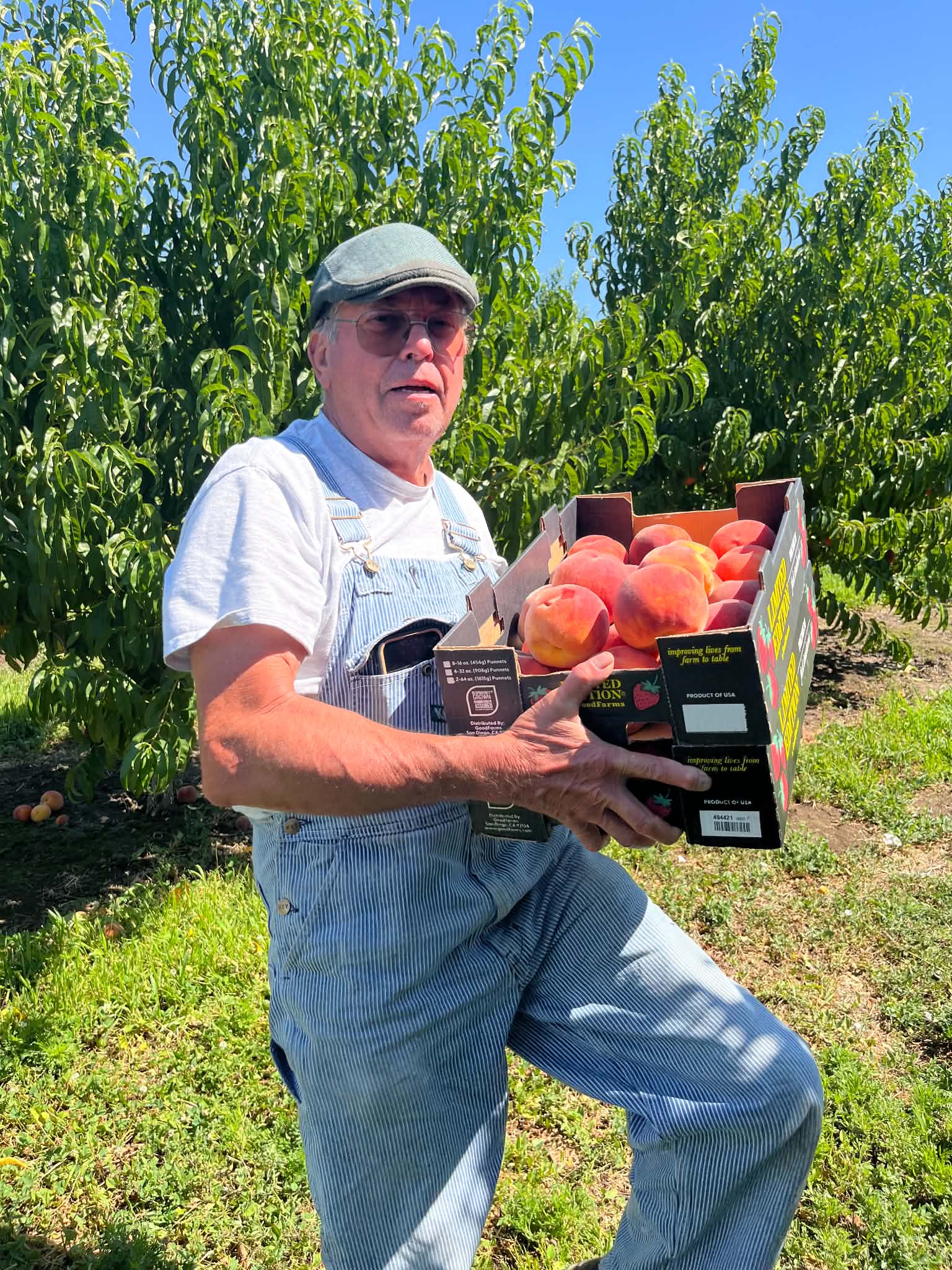 Rusty in the orchard rows, holding a box of fresh-picked peaches